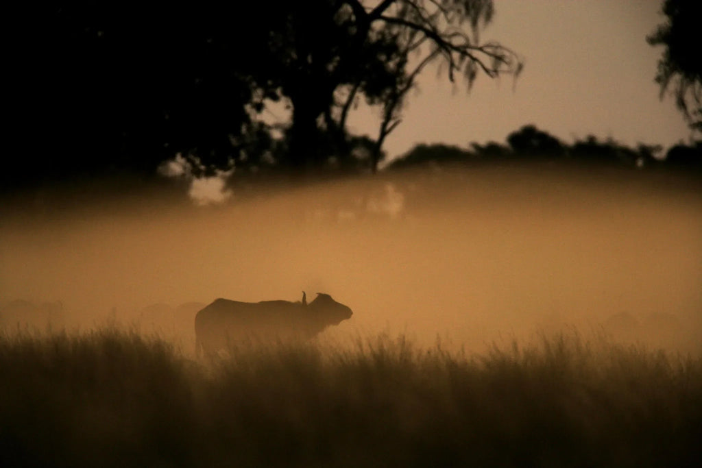 Buffalo in the Mist at Duba Plains Camp, Duba Plains Private Reserve, Botswana.