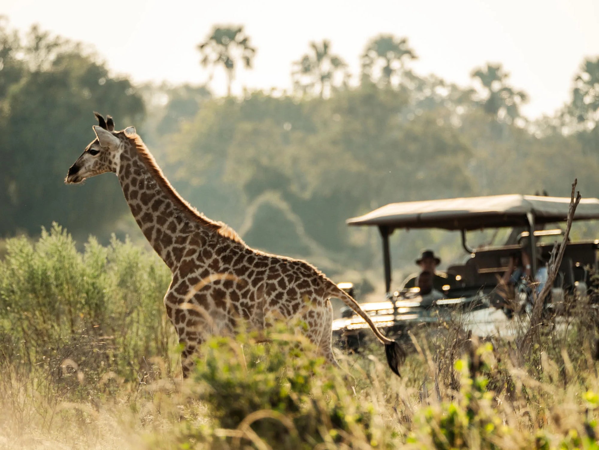 Wilderness Little Mombo at Wilderness Little Mombo, Okavango Delta, Botswana.