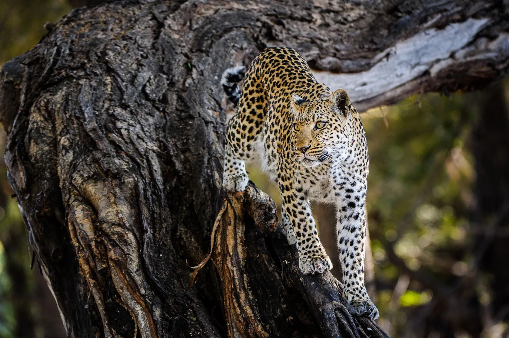 Wilderness Little Mombo at Wilderness Little Mombo, Okavango Delta, Botswana.