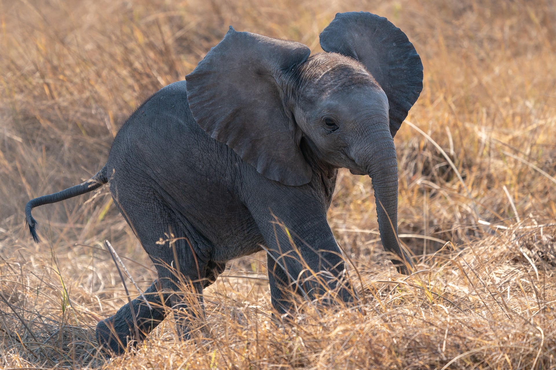 Wildlife