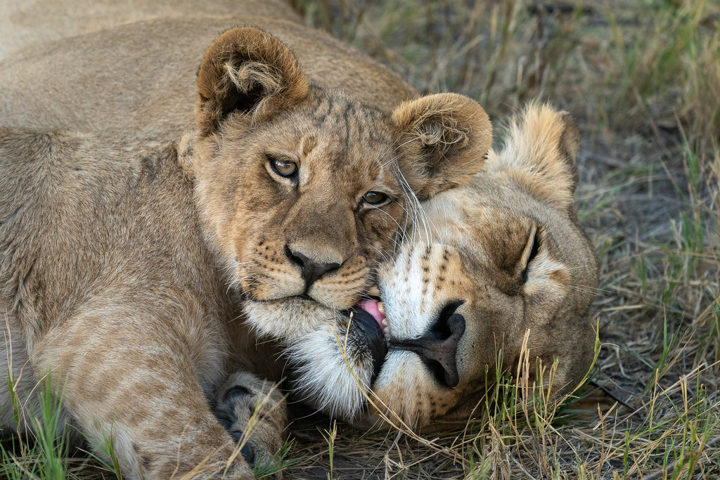 Wildlife