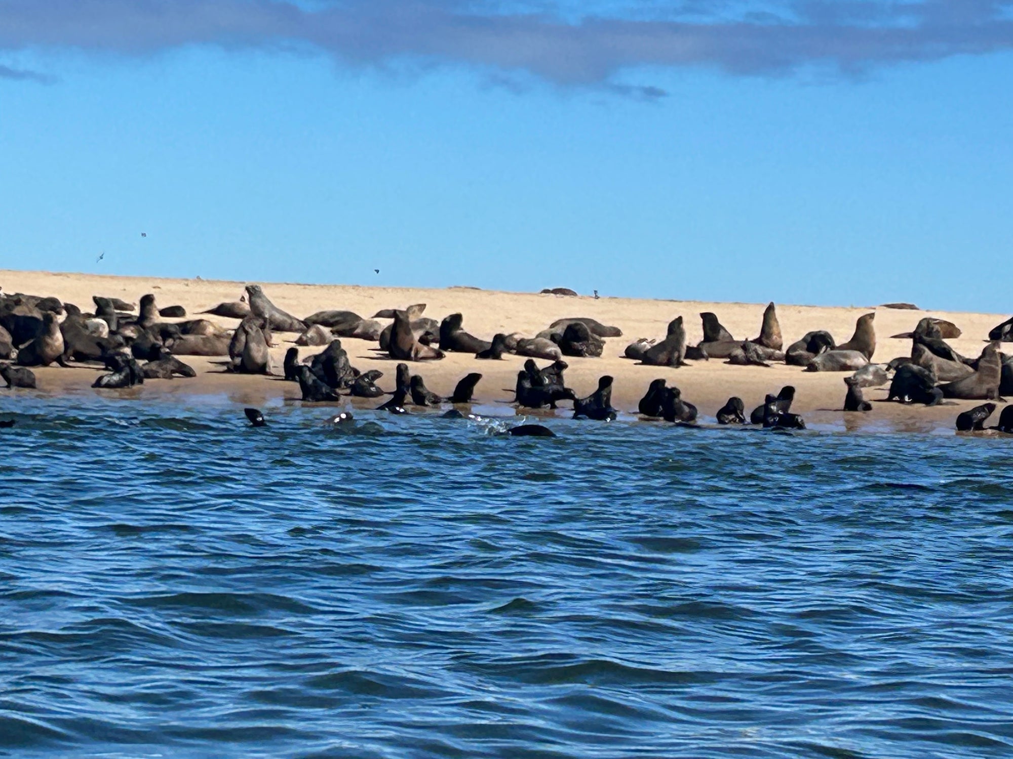 Pelican Point Kayaking