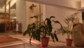 Hotel Bengal Blueberry