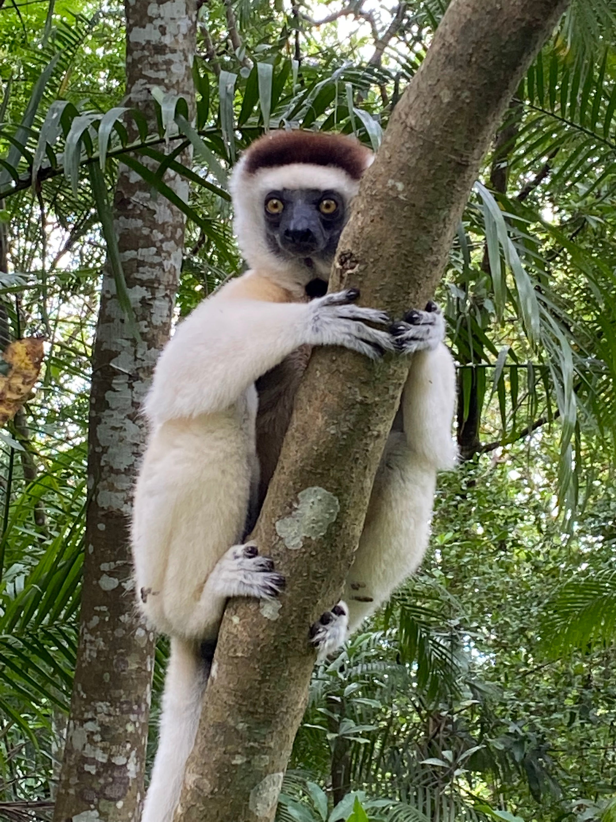 Nahampoana Reserve