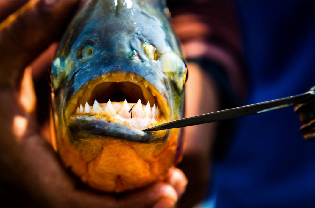 Cano Negro Fishing Lodge