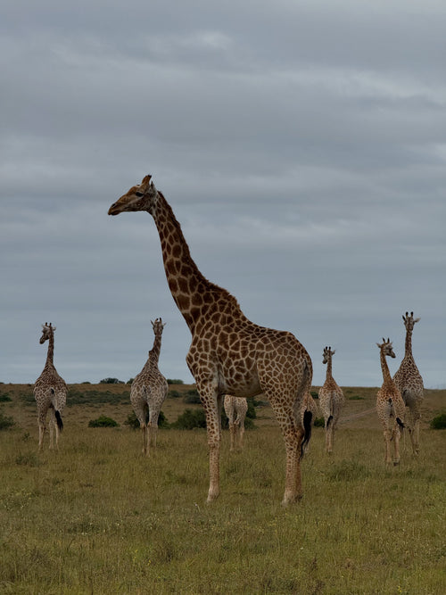 Amakhala HillsNek Safari Camp