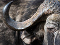 Thornybush Game Lodge
