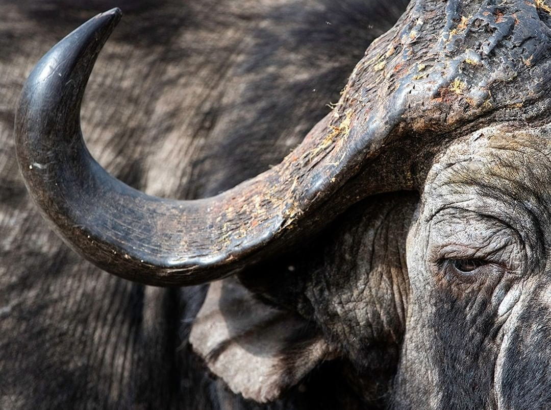 Thornybush Game Lodge