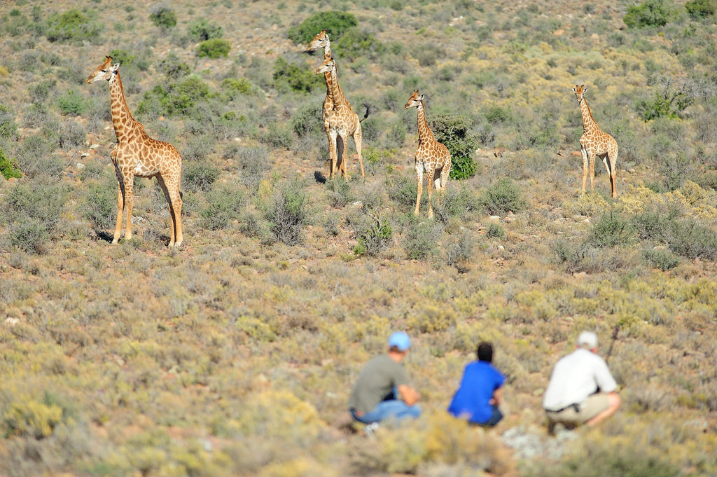 sanbona-wildlife-reserve-tilney-manor-route-62-south-africa