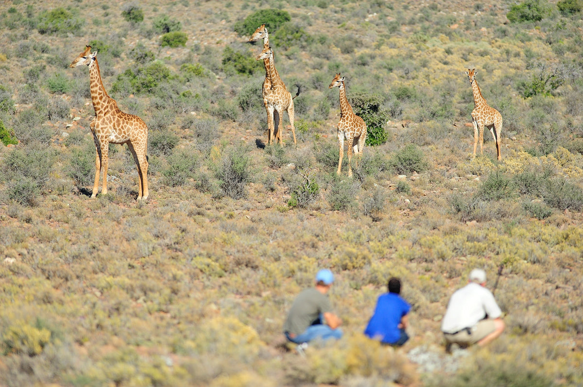 sanbona-wildlife-reserve-tilney-manor-route-62-south-africa