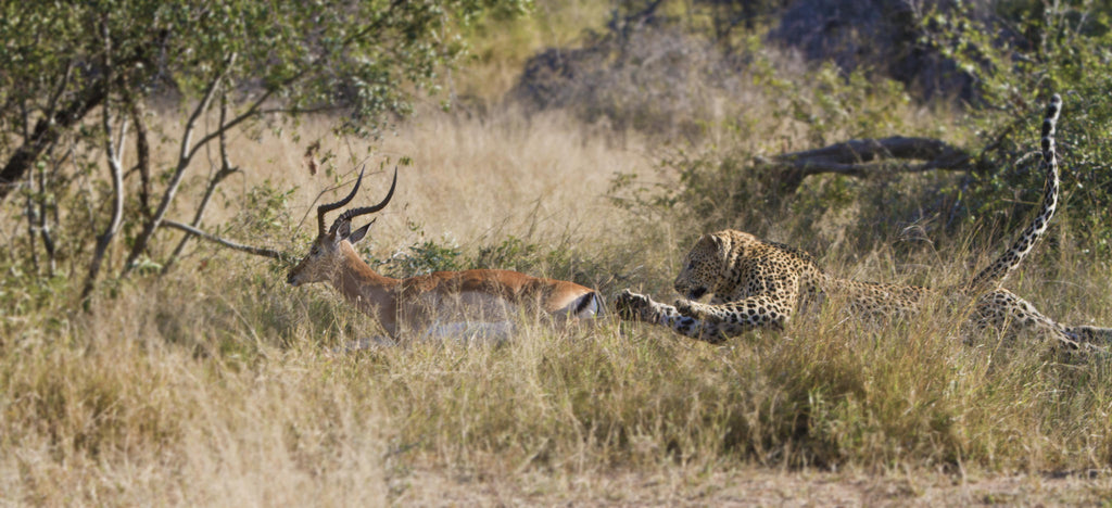 Game Drives  gallery image 8