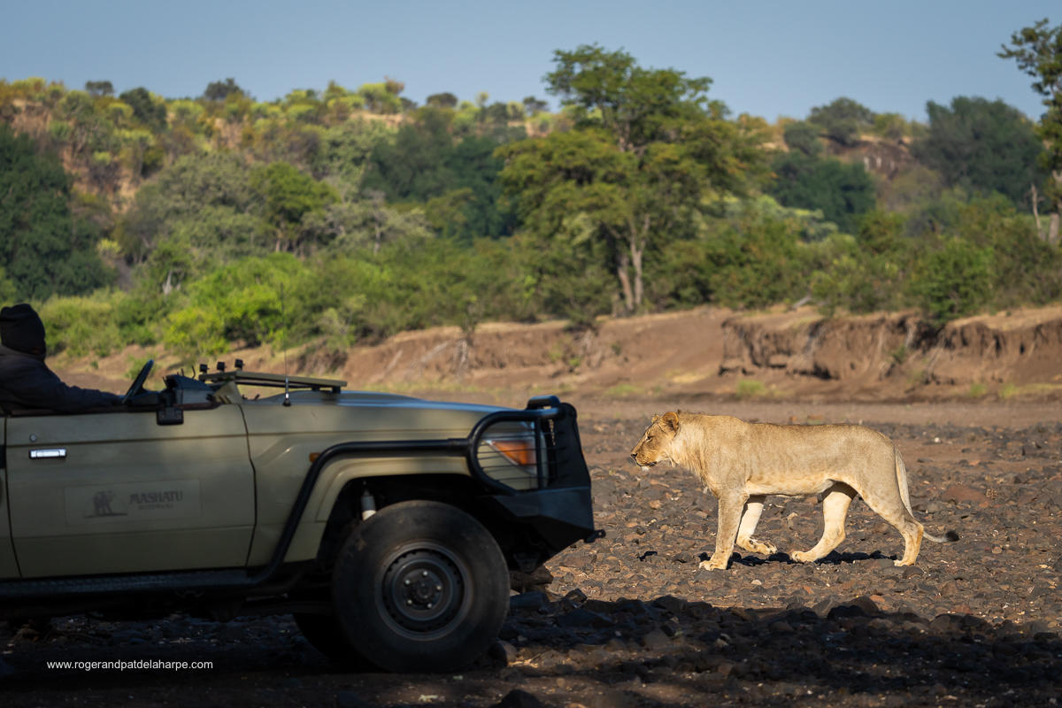 Game Drives gallery image 5