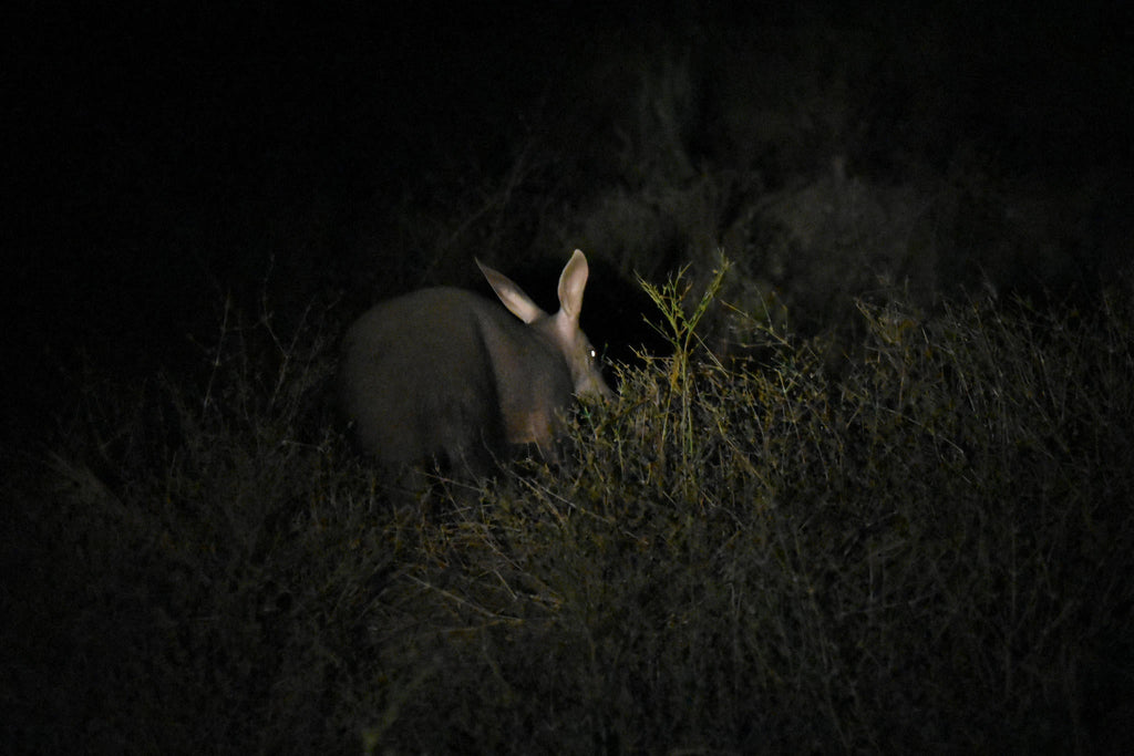 Game Drives gallery image 4