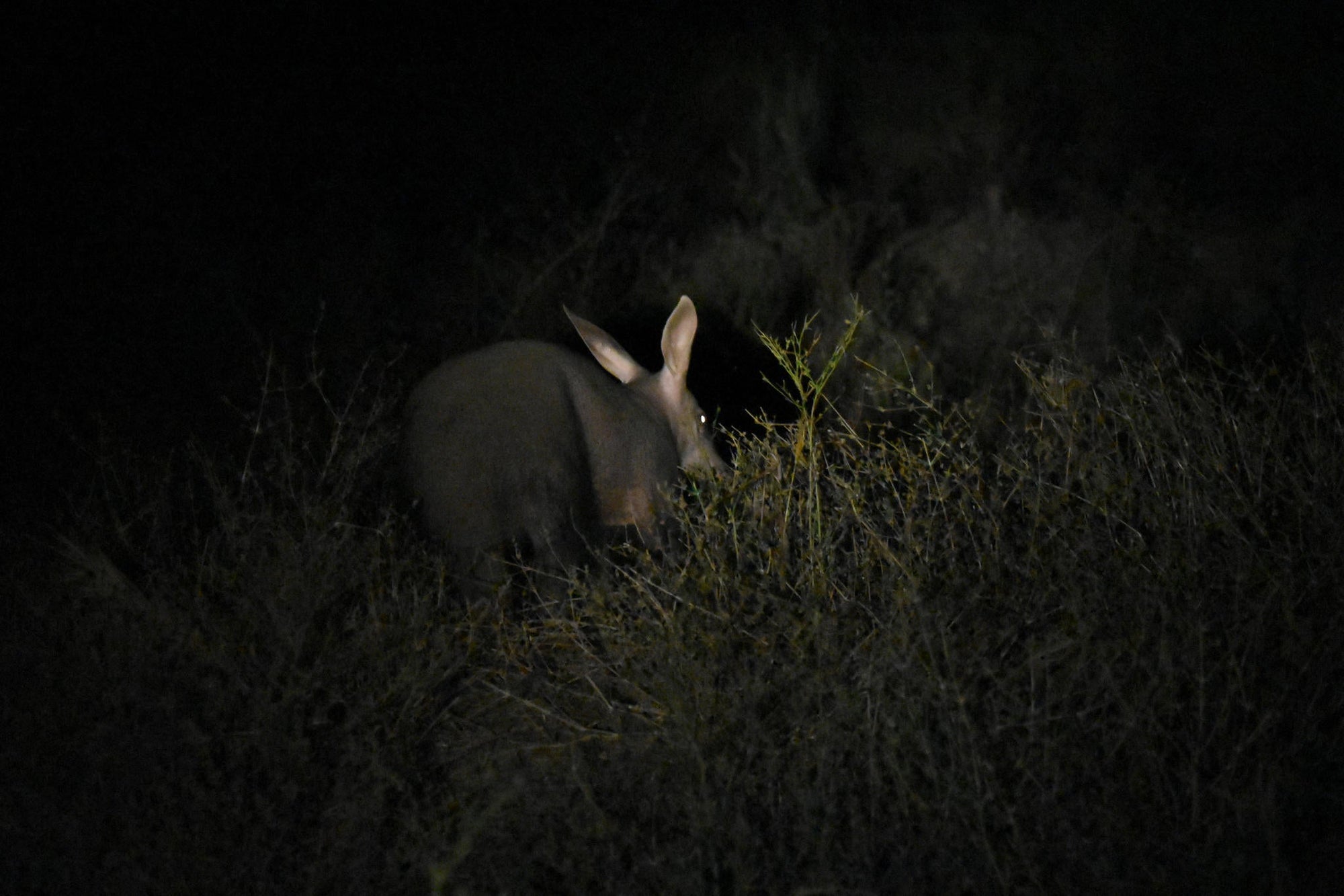 Game Drives gallery image 4