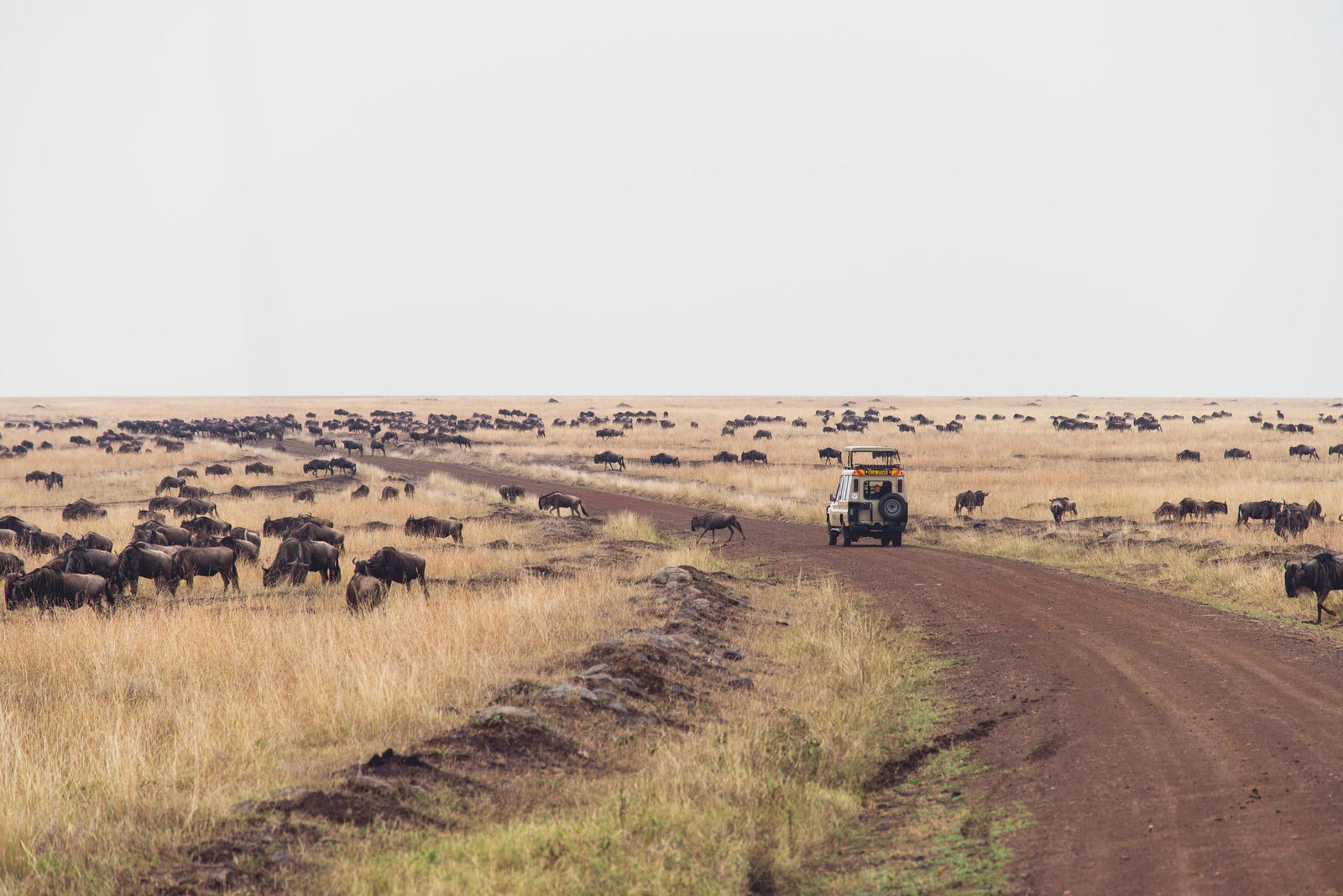 Mara Serena Game Drives