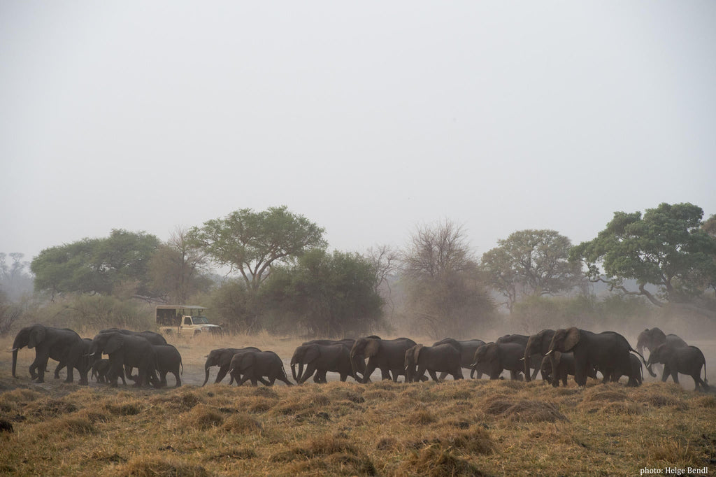 Game Drive gallery image 6