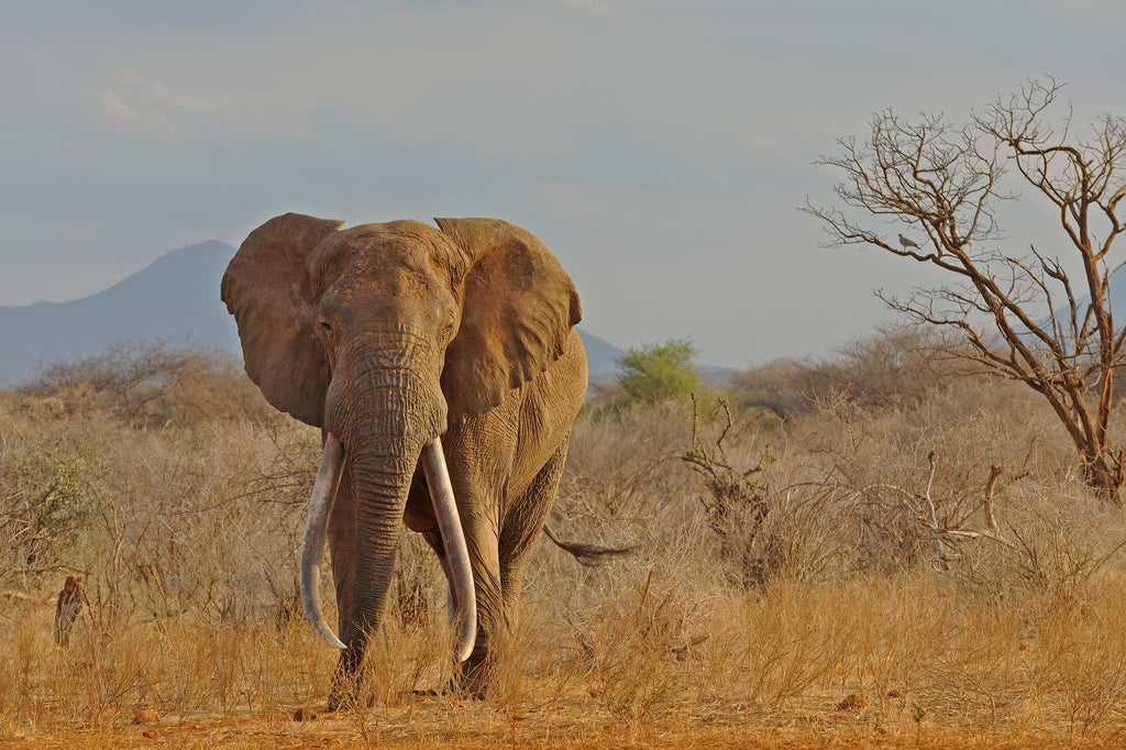 The Game Drive Experience gallery image 3