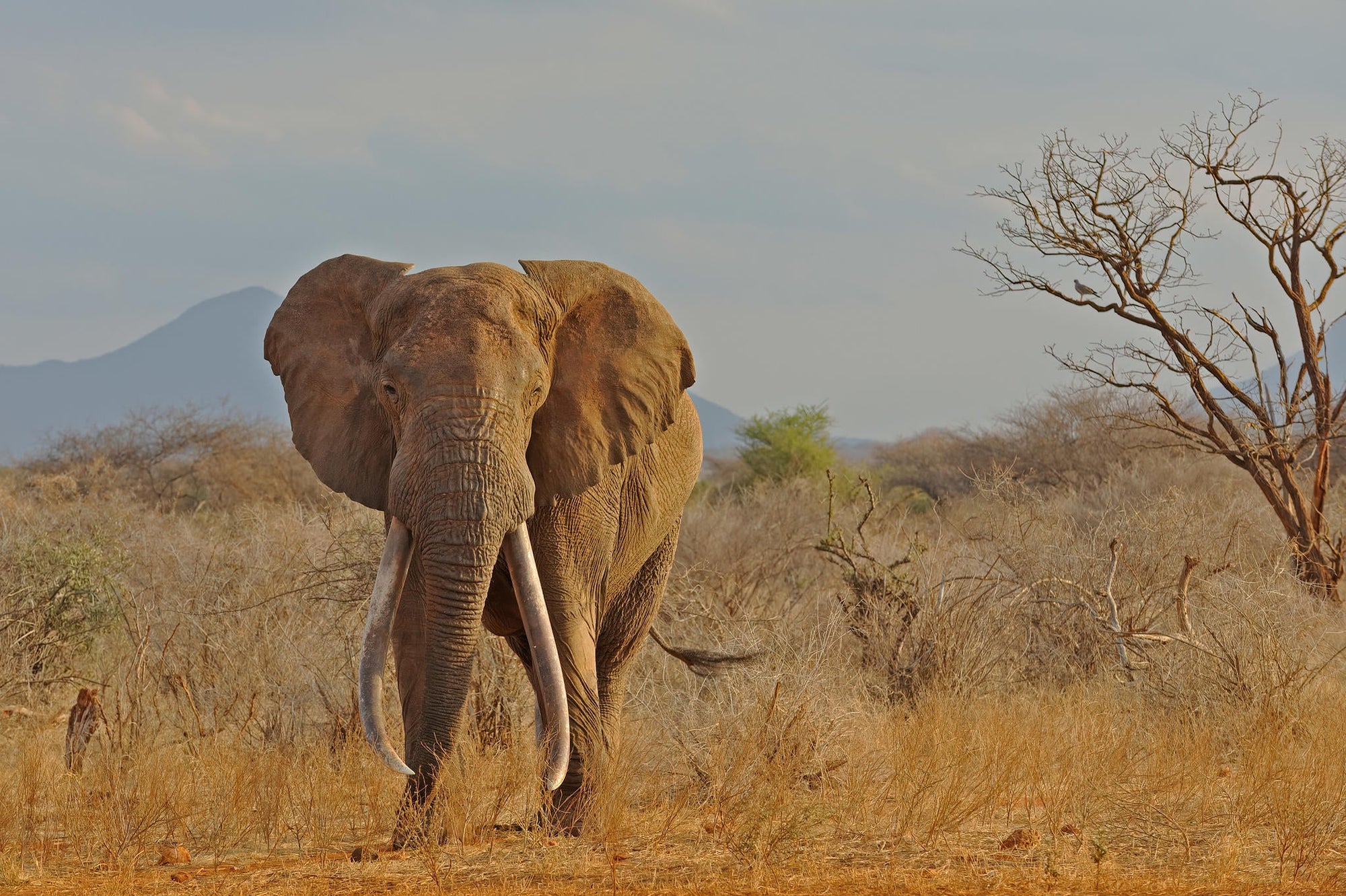 The Game Drive Experience gallery image 3