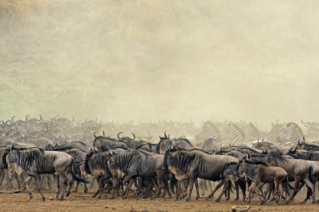 The Game Drive Experience gallery image 5