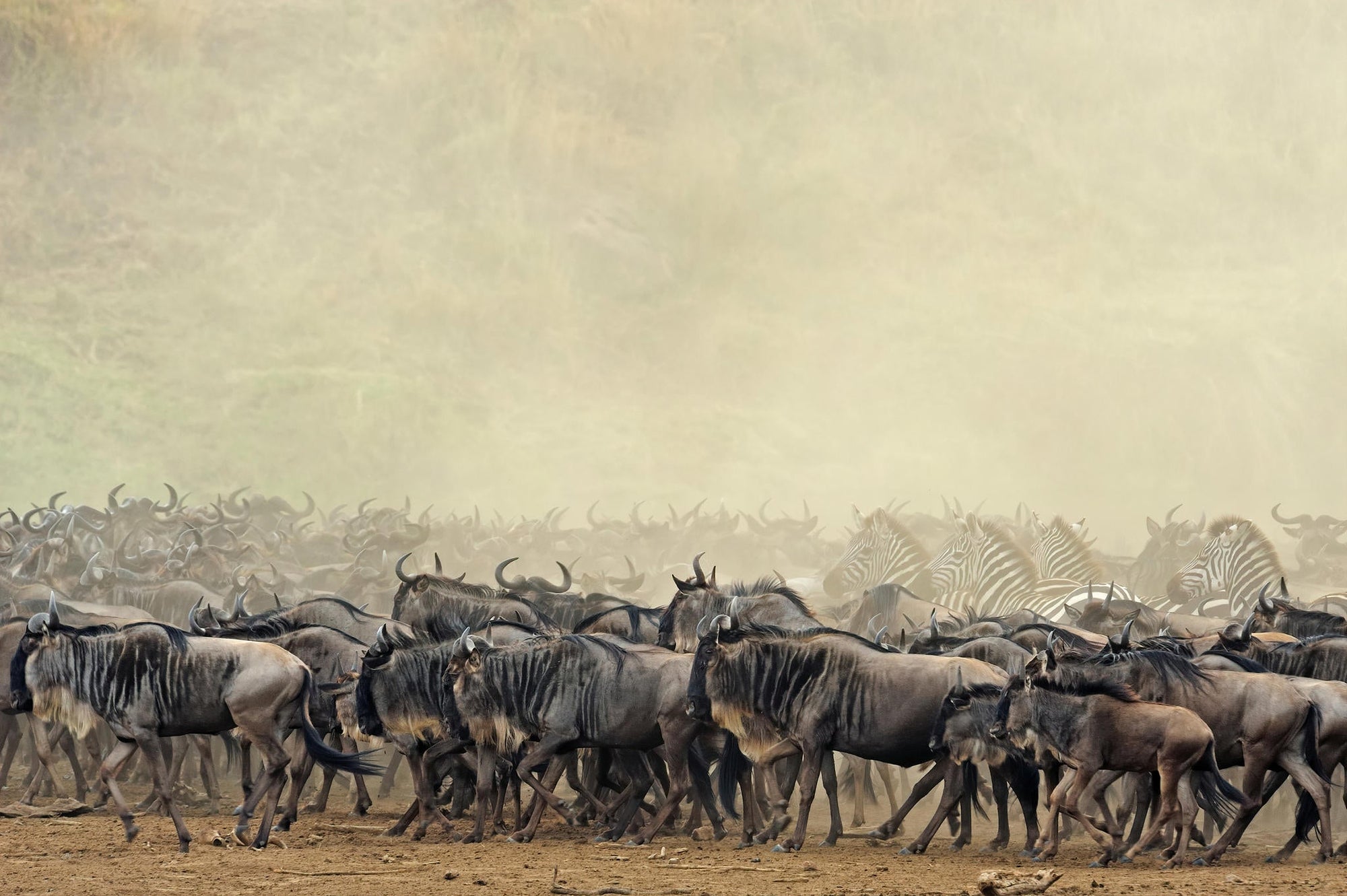 The Game Drive Experience gallery image 5