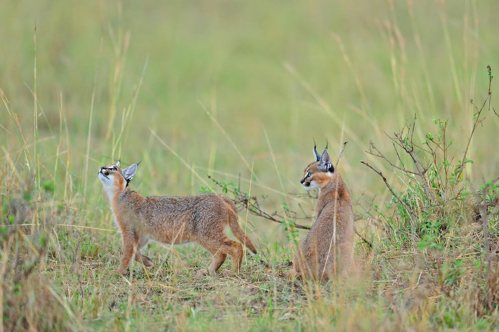 The Game Drive Experience gallery image 7