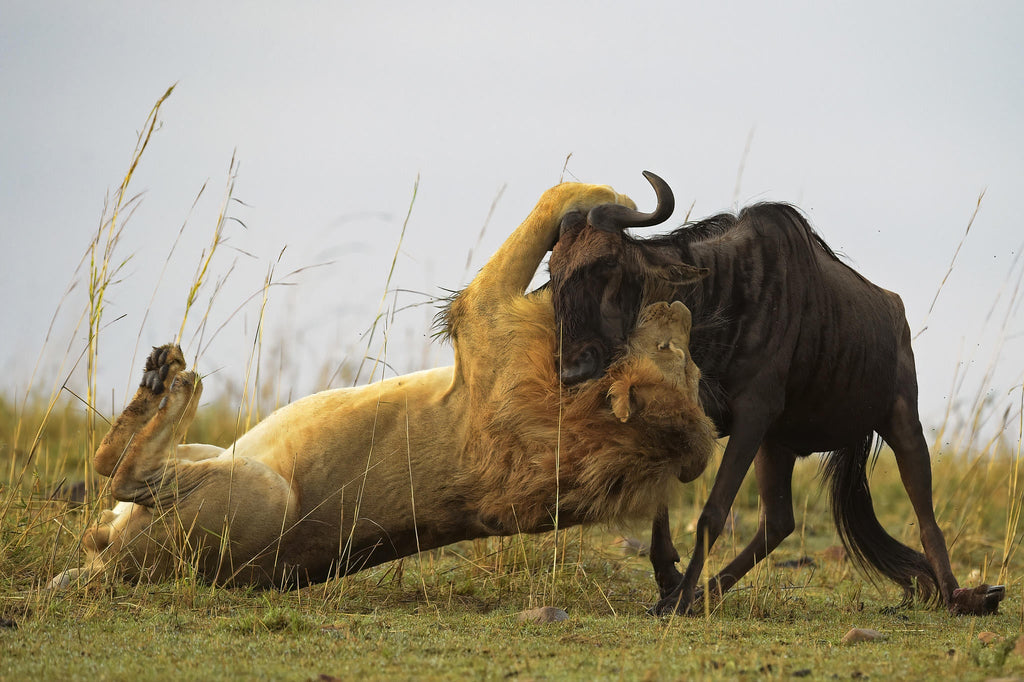 The Game Drive Experience gallery image 3
