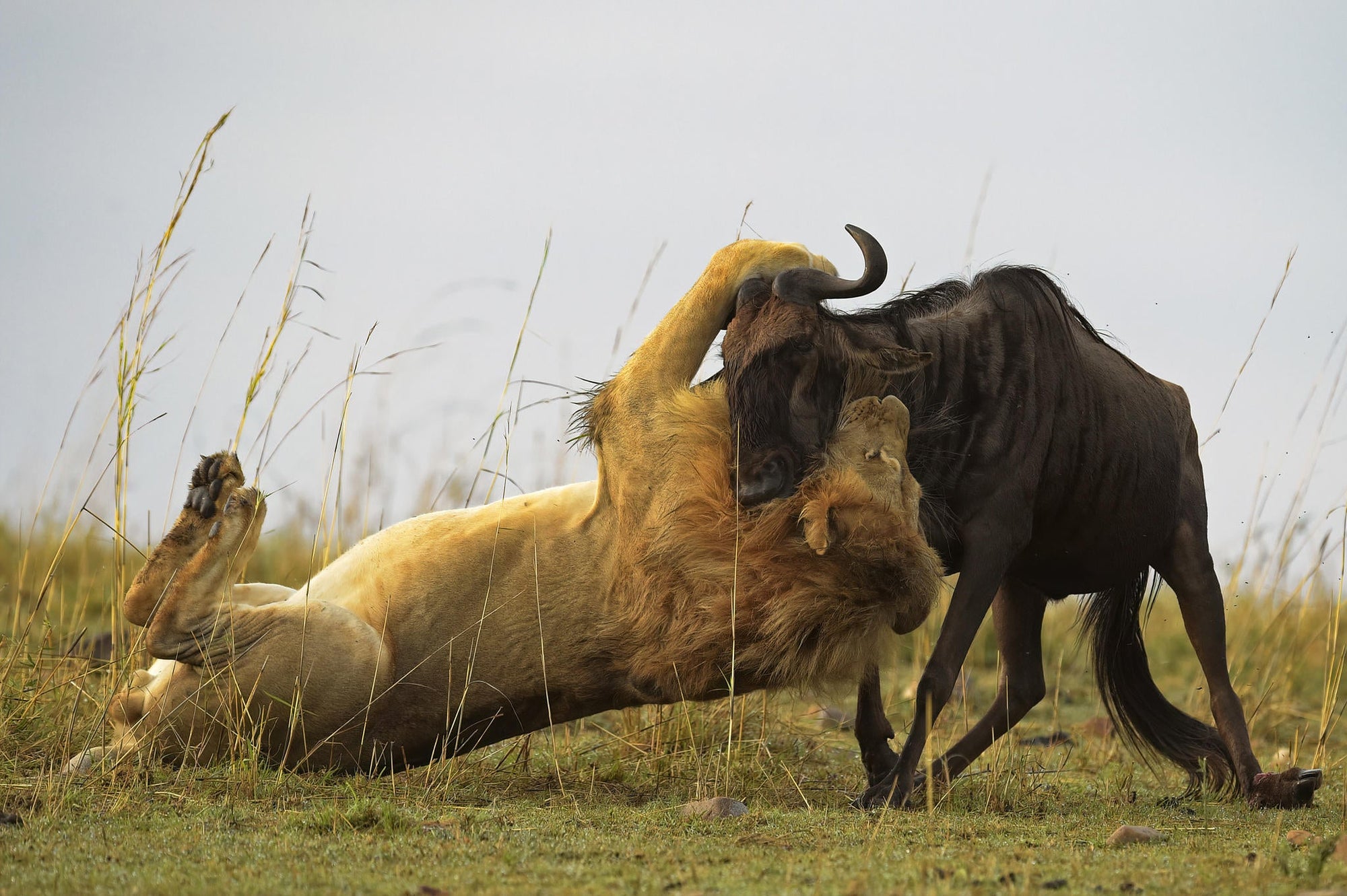The Game Drive Experience gallery image 3