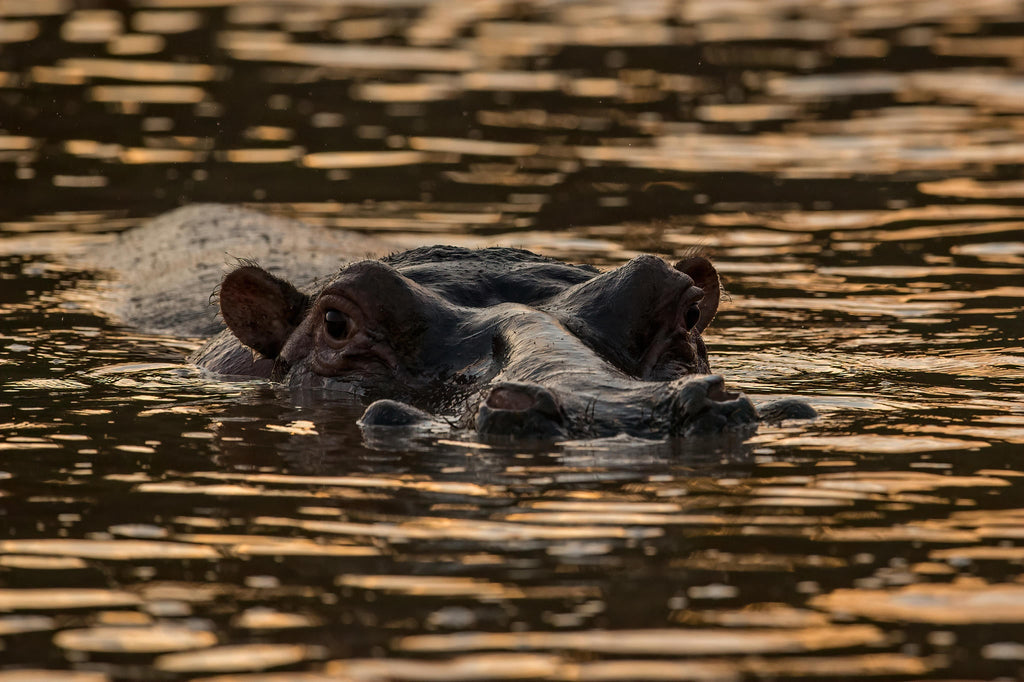 Hippo Pool Breakfast gallery image 4
