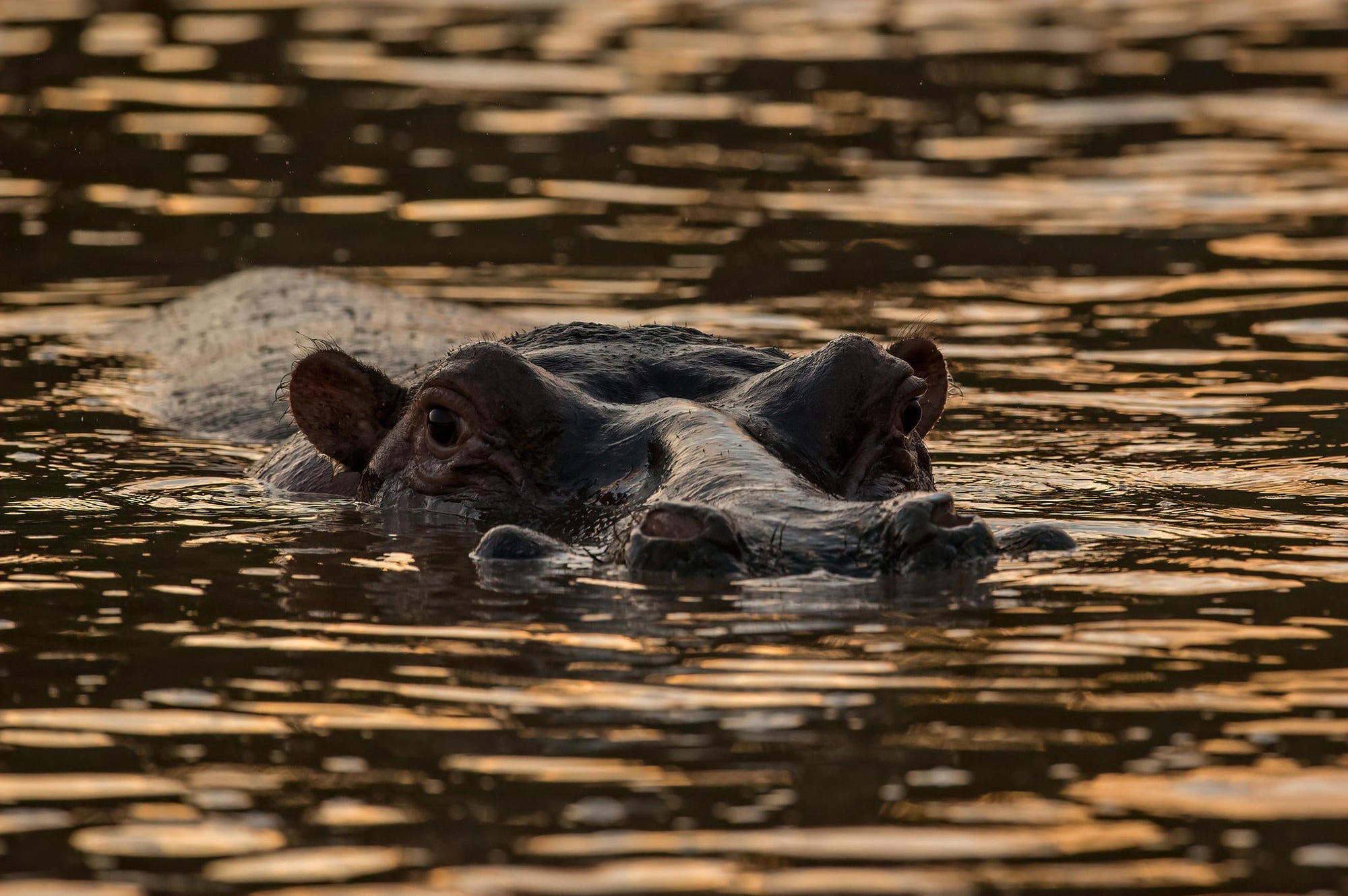 Hippo Pool Breakfast gallery image 4