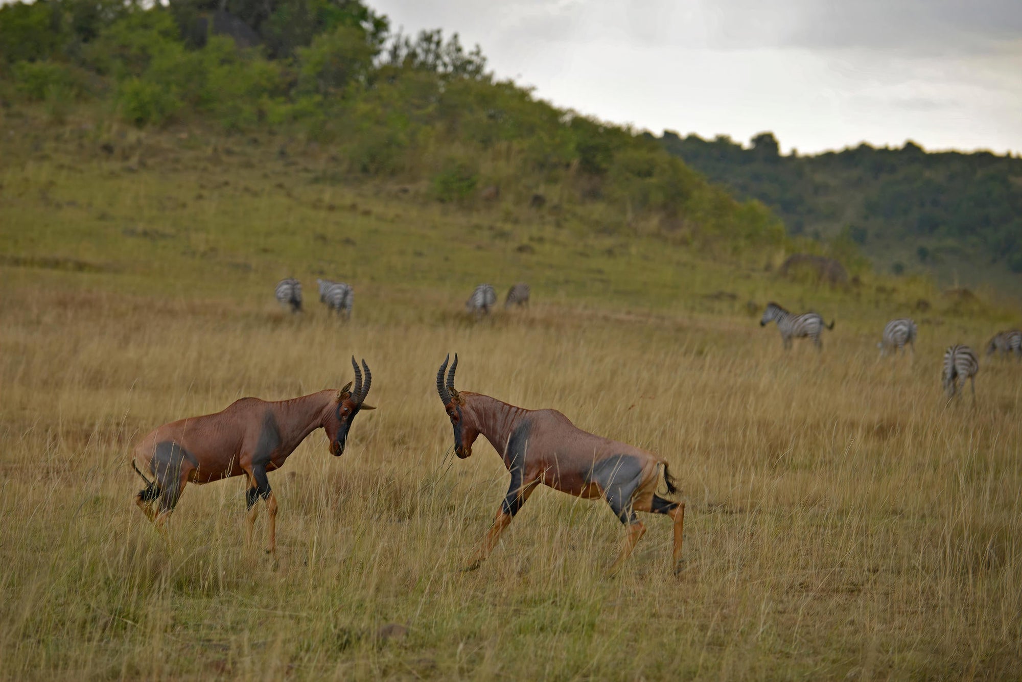 The Game Drive Experience gallery image 6