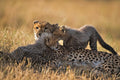 The Game Drive Experience gallery image 1