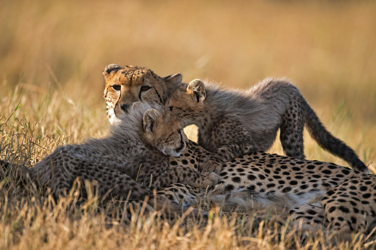The Game Drive Experience
