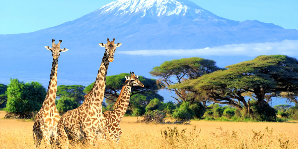 Africa, Democratic Republic of the Congo, Democratic Republic of the Congo gallery image 5.