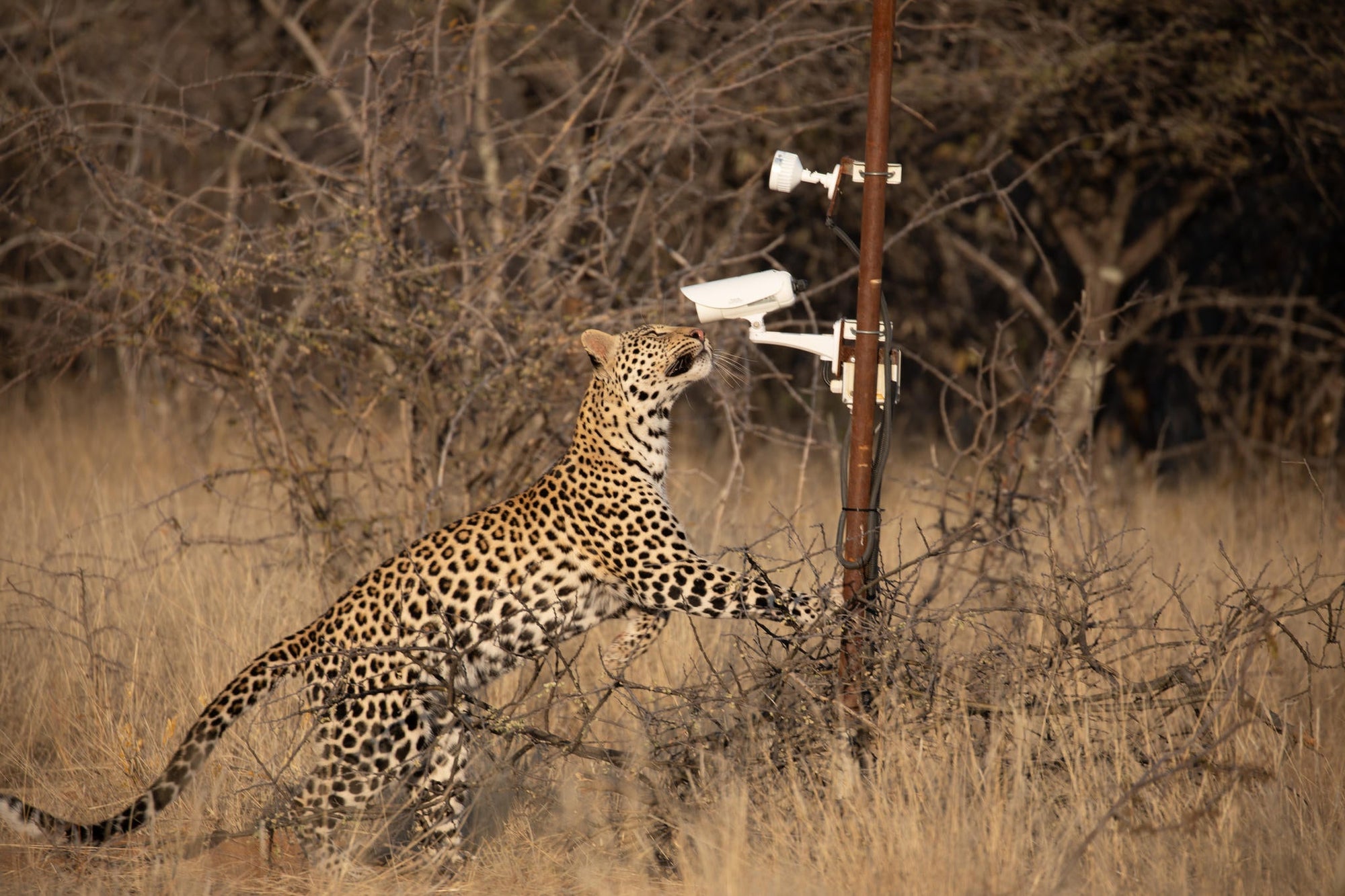 LEOPARD TRACKING gallery image 2
