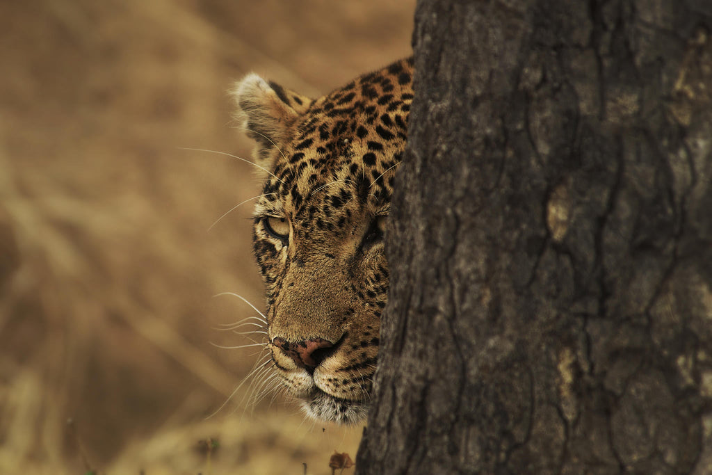 Game Drives  gallery image 9