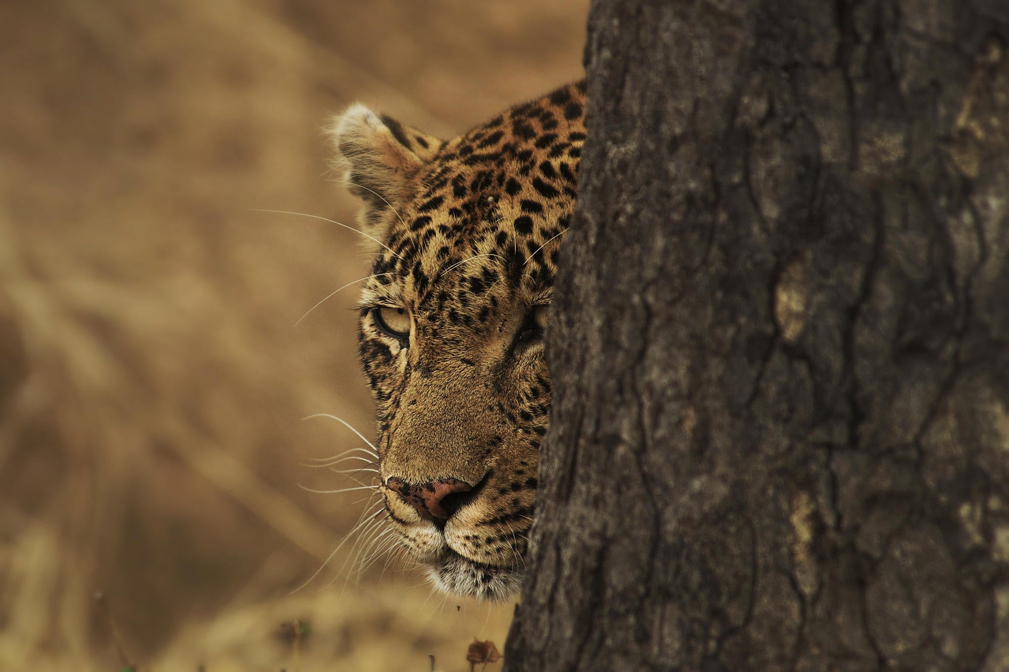 Game Drives  gallery image 9