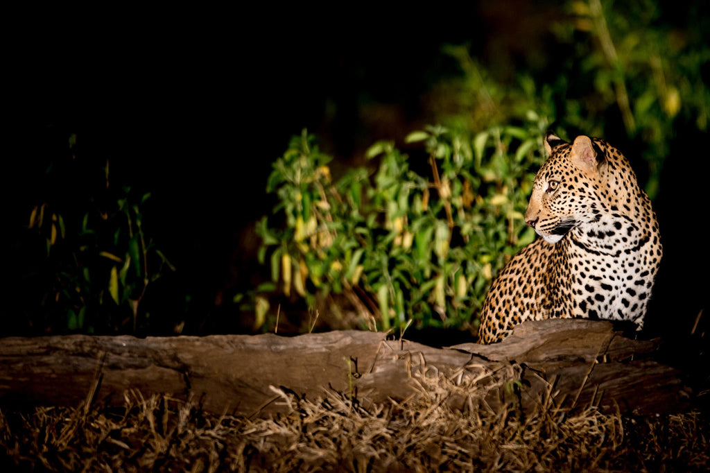 Game drives gallery image 6