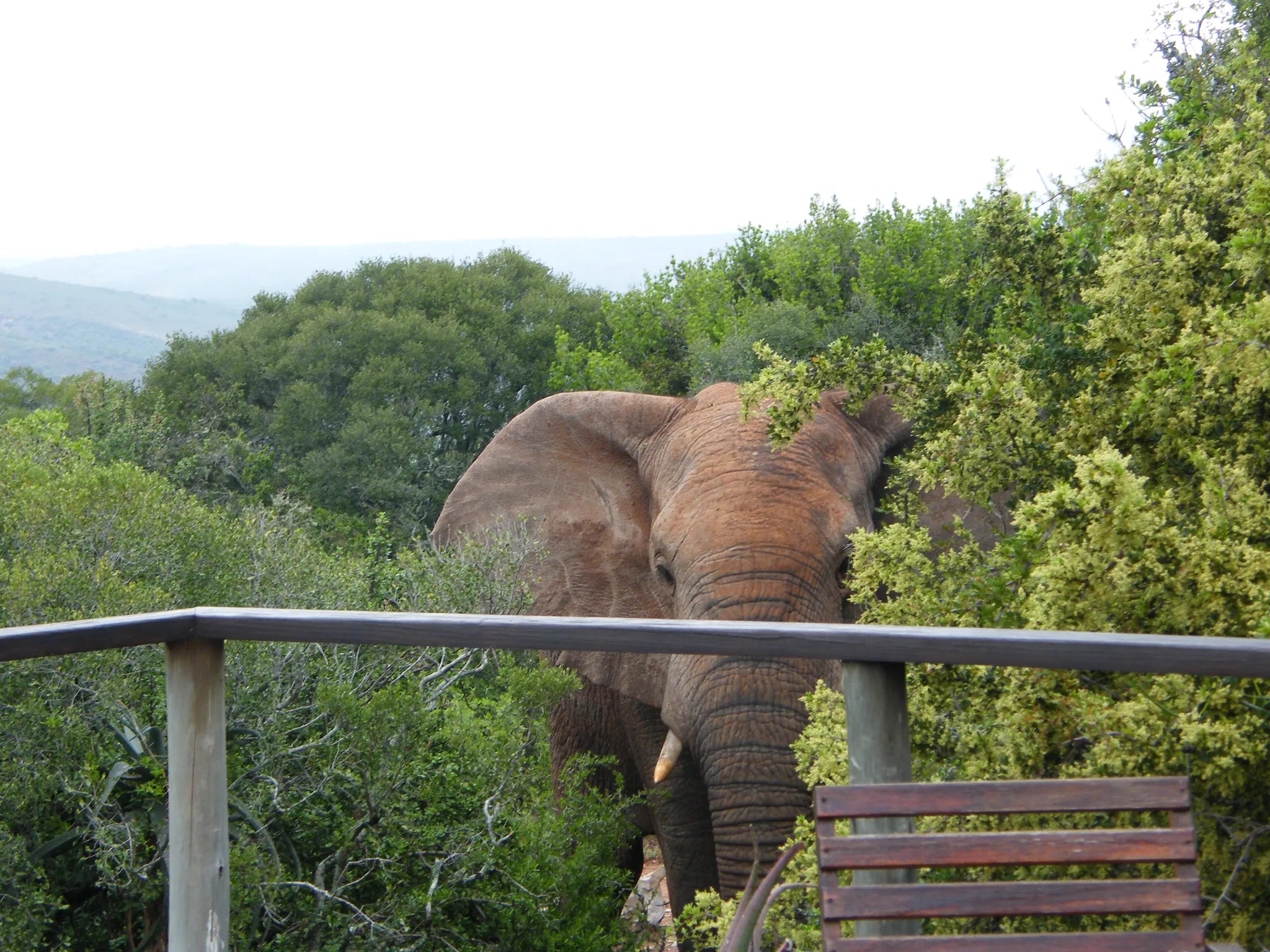 Elephant Visiting the Deck at Amakhala Woodbury Tented Camp, Amakhala Game Reserve, South Africa.
