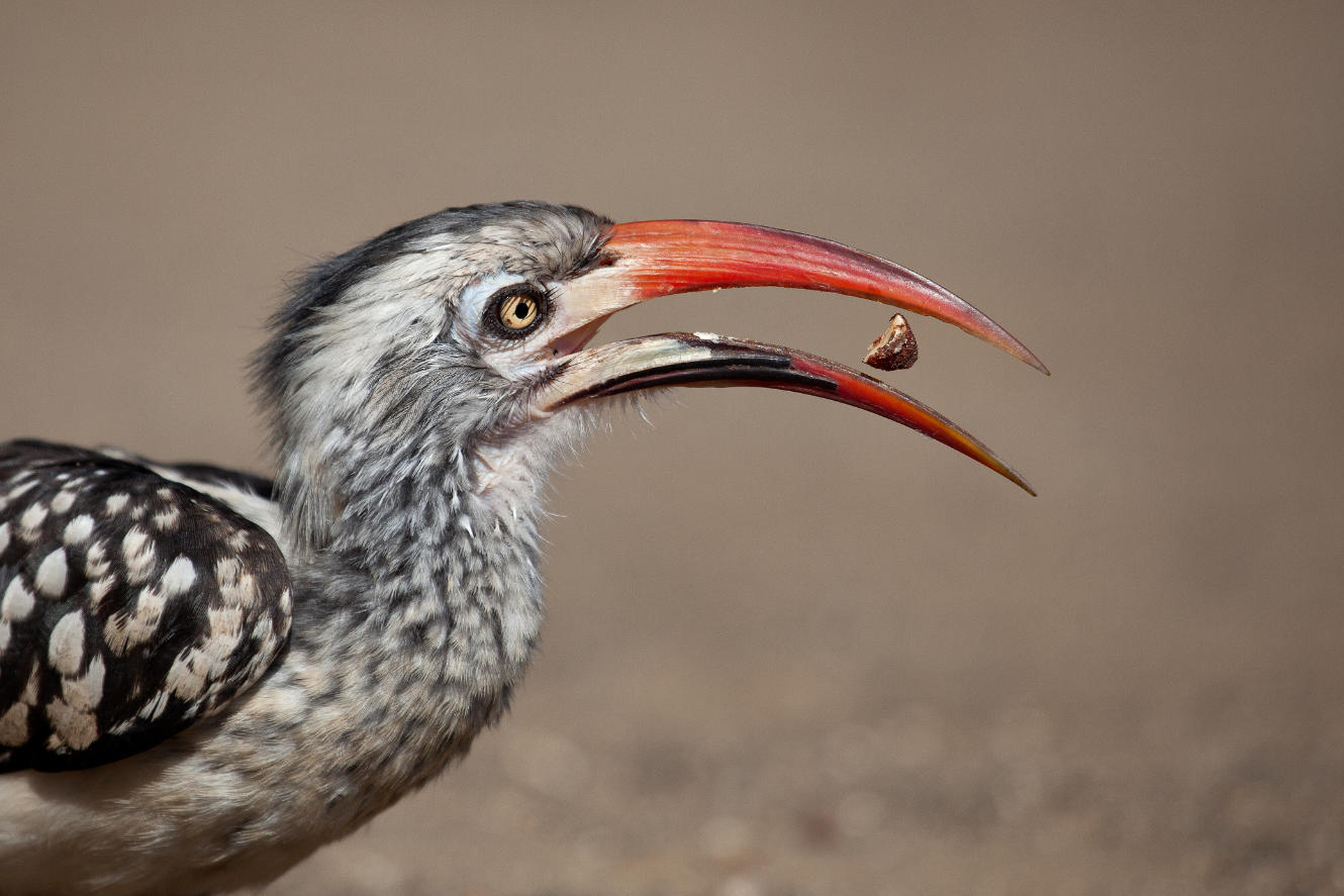 Birding gallery image 7