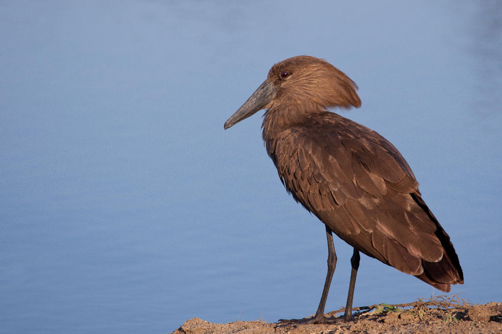 Birding gallery image 5