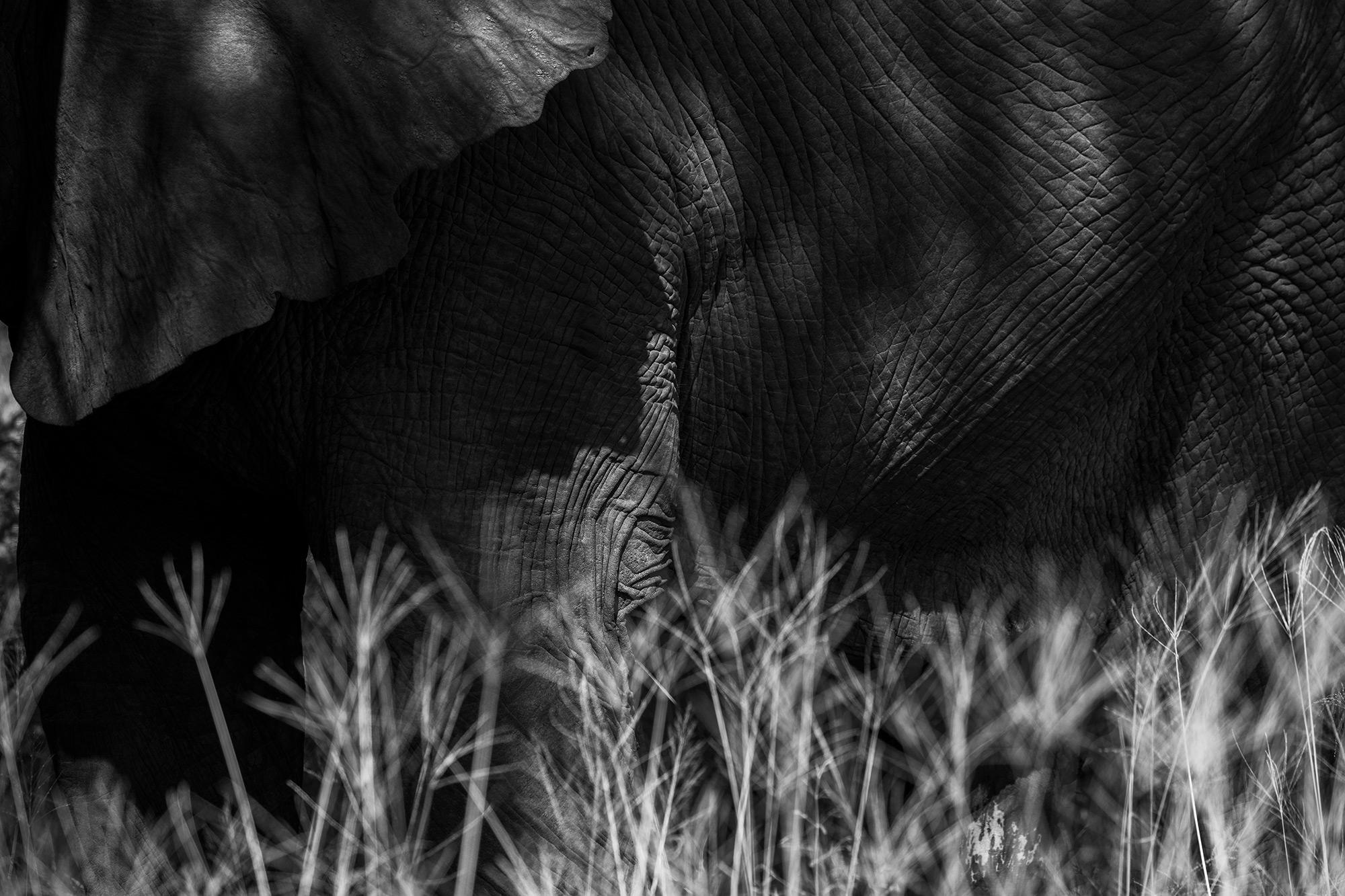 Wilderness Vumbura Plains – Game Drives gallery image 4