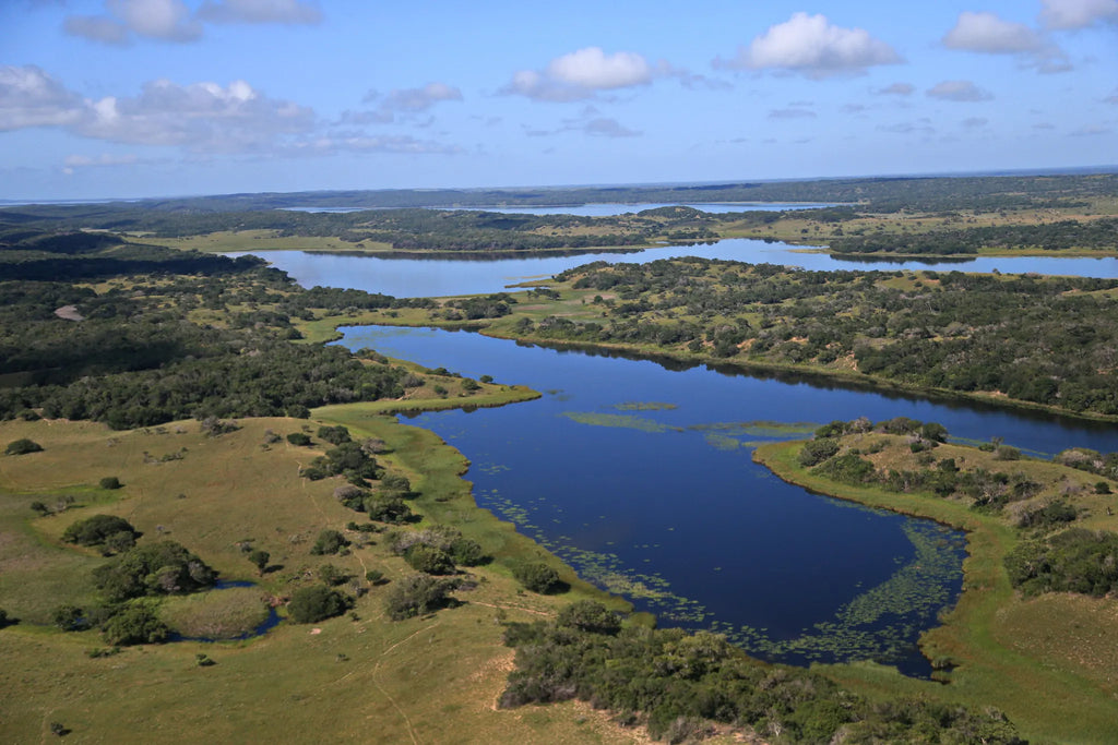 Maputo Special Reserve Mangroves at Anvil Bay Lodge, Maputo Special Reserve, Mozambique.
