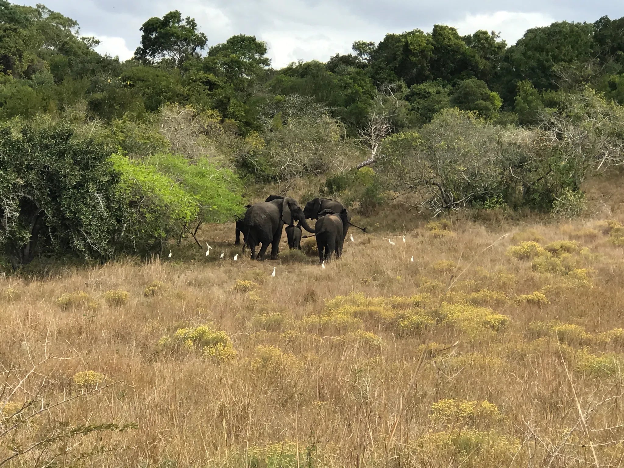 Maputo Special Reserve at Anvil Bay Lodge, Maputo Special Reserve, Mozambique.