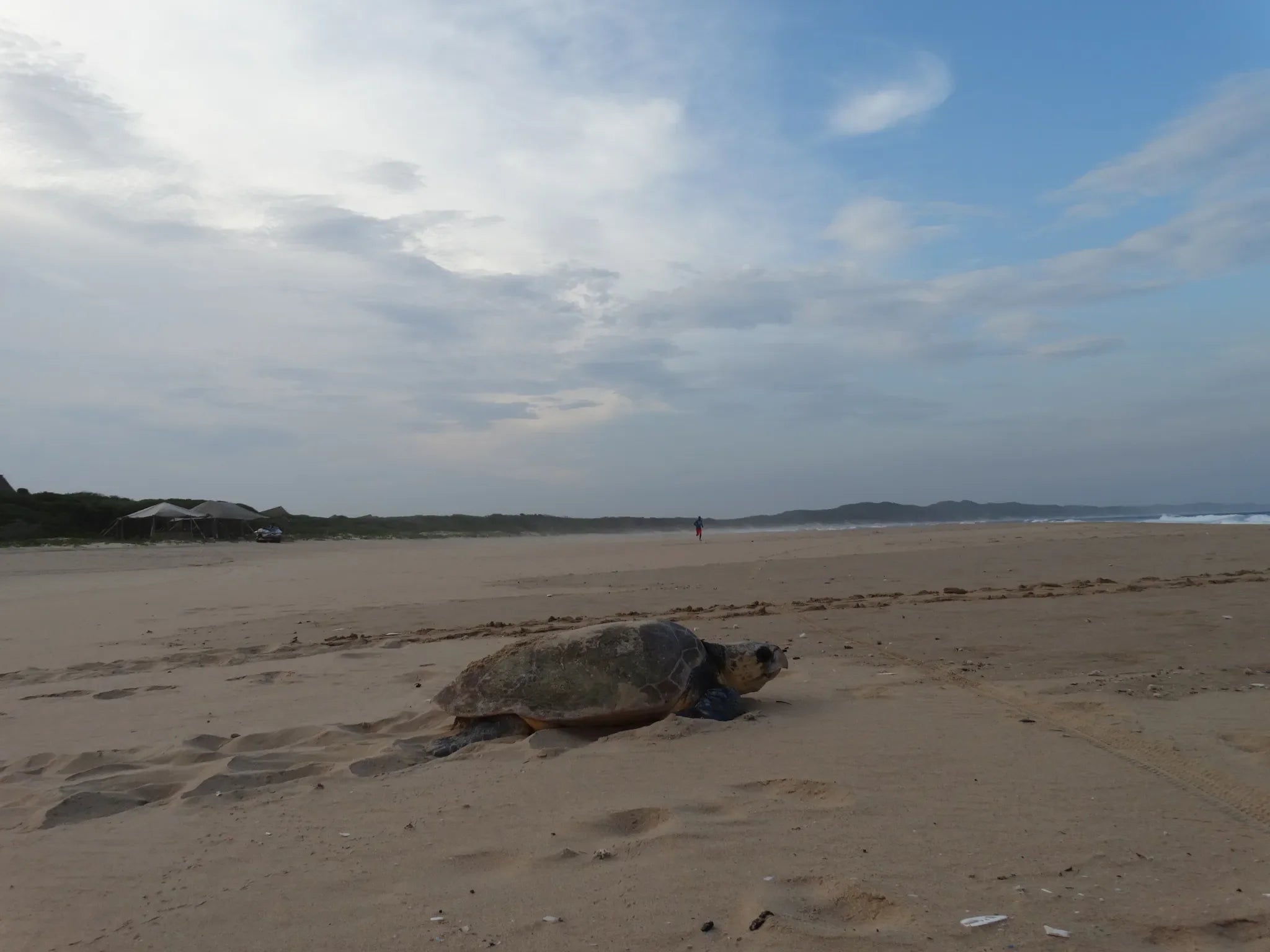 Turtle Season at Anvil Bay Lodge, Maputo Special Reserve, Mozambique.