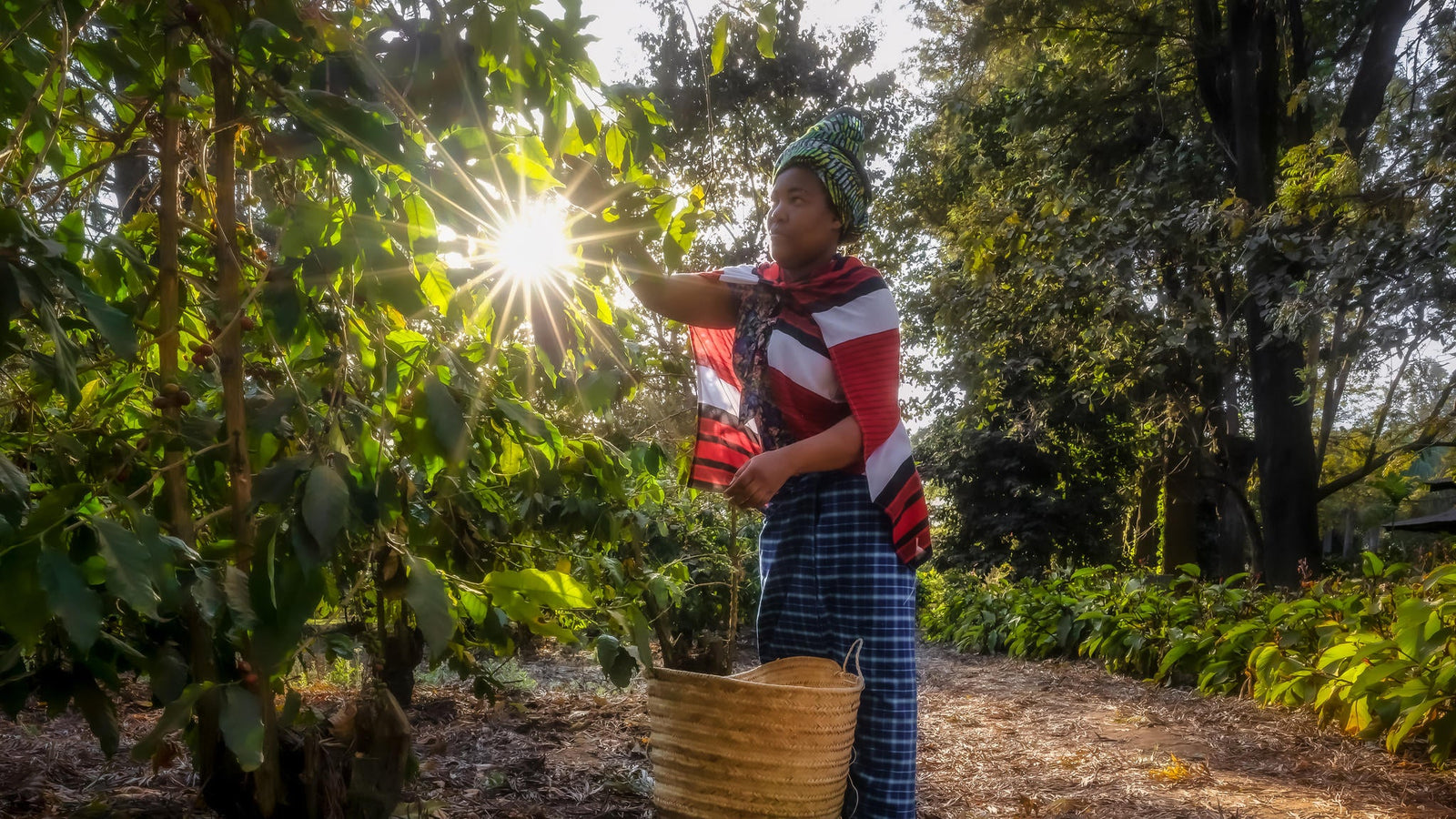 The ‘Bean-to-Cup’ Coffee Estate Tour