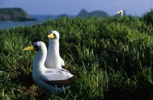 Bird Watching