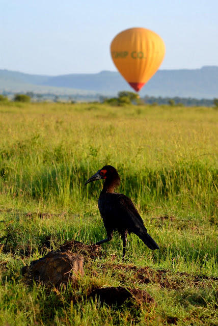 Balloon safari gallery image 8