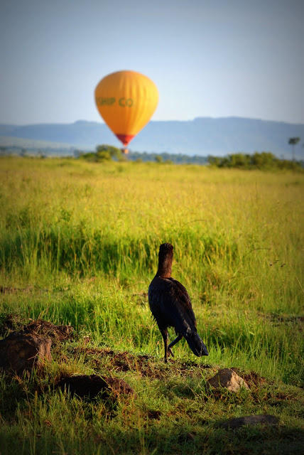 Balloon safari gallery image 6
