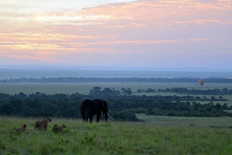 Balloon safari gallery image 7