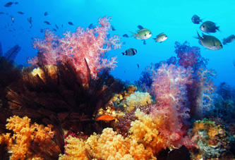Diving gallery image 2